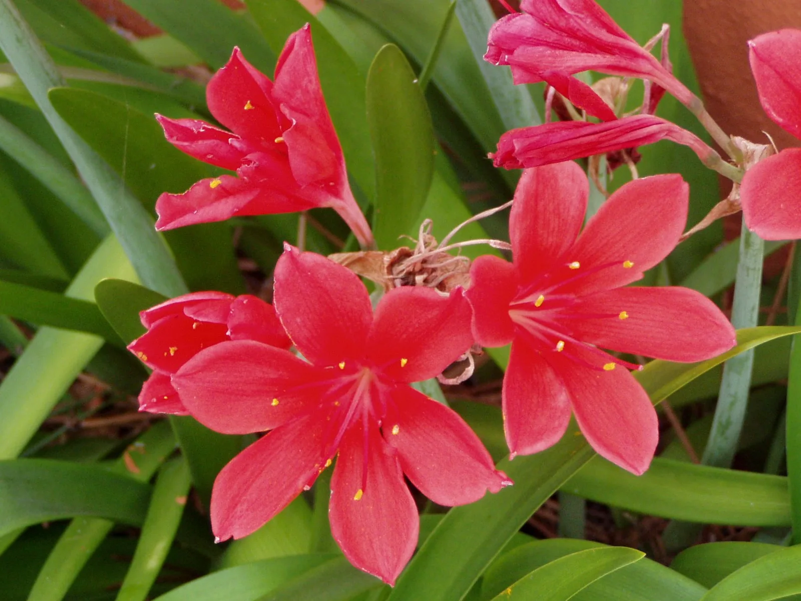 Scarborough Lily
