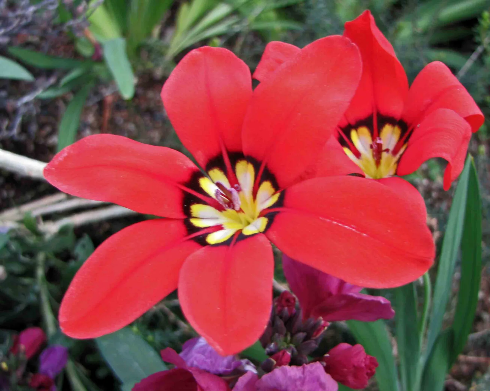 Harlequin Flower (Sparaxis tricolor)