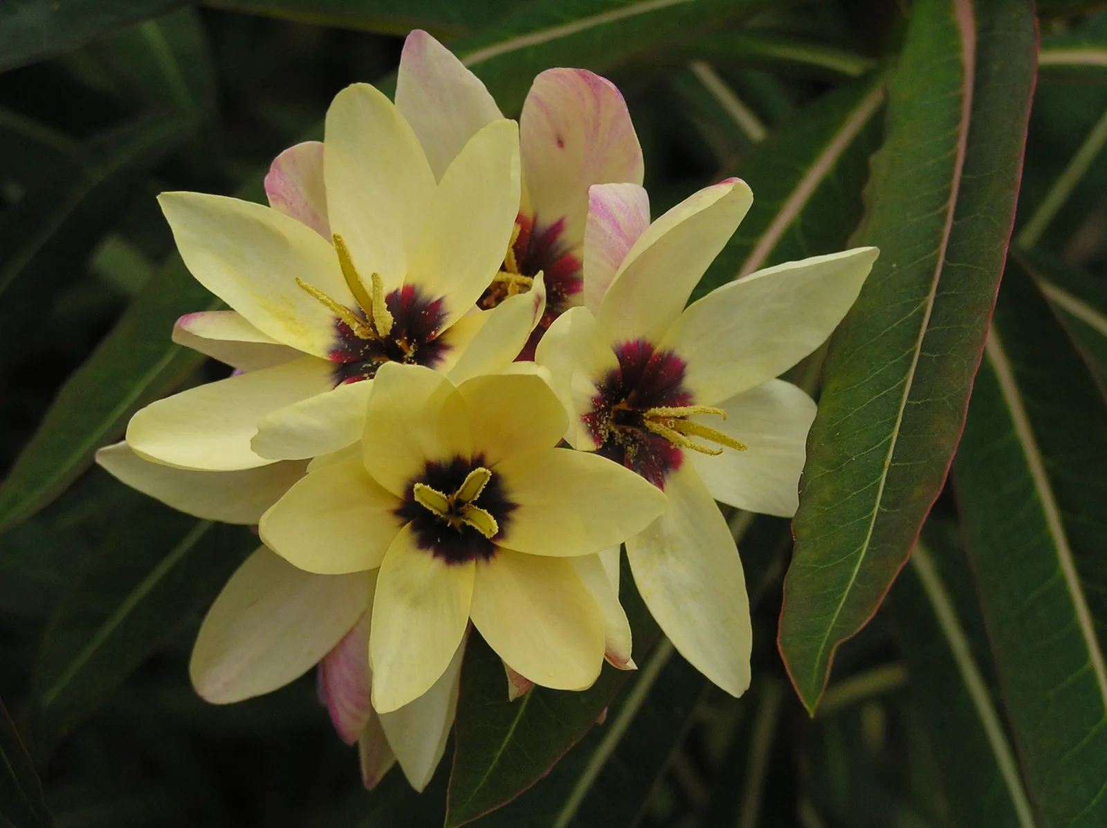 Turquoise Ixia (Ixia viridiflora)