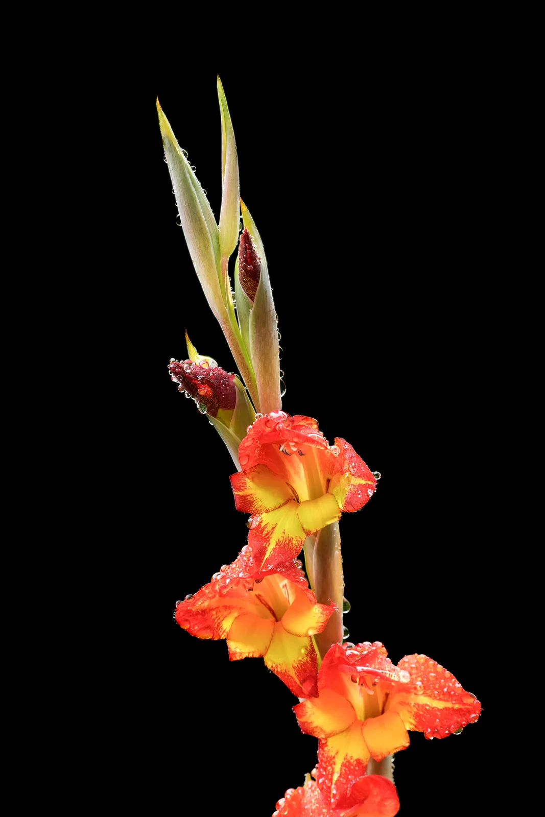 Parrot Gladiolus (Gladiolus dalenii)