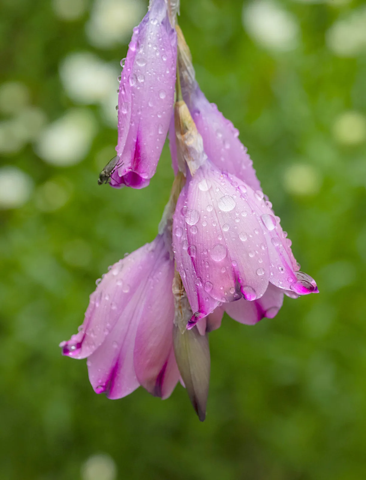 Angels Fishing Rod (Dierama pulcherrimum)