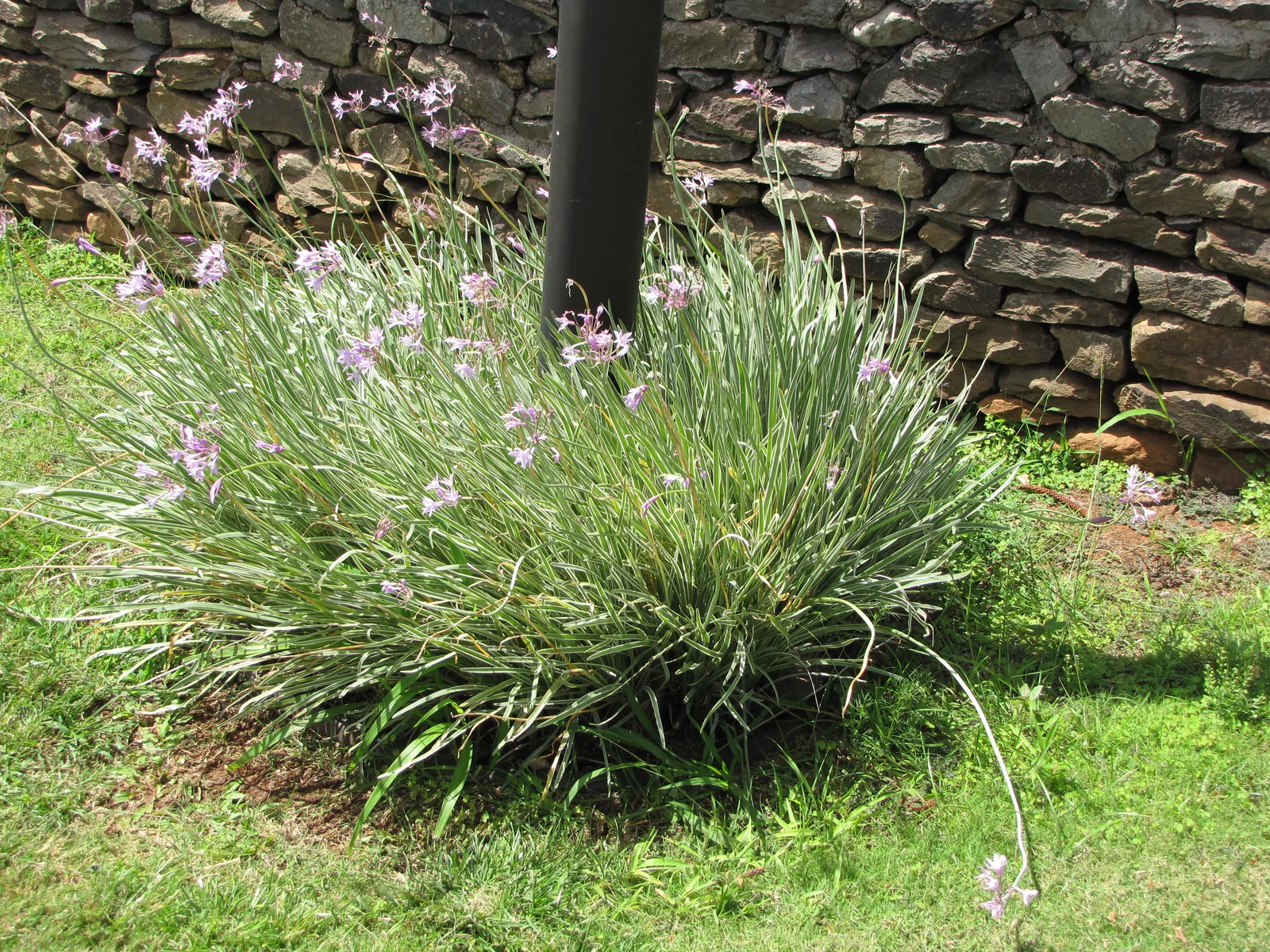 Society Garlic (Tulbaghia violacea)