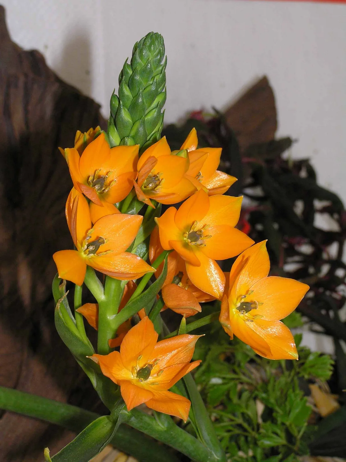 Sun Star (Ornithogalum dubium)