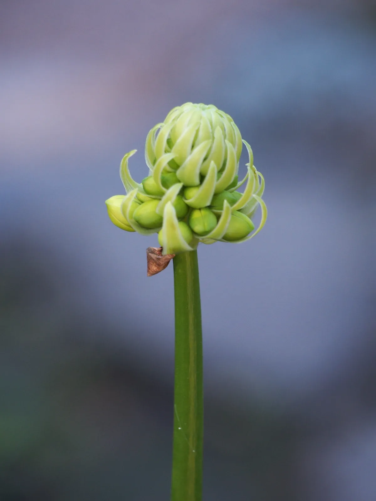 Giant Chincherinchee (Ornithogalum saundersiae)