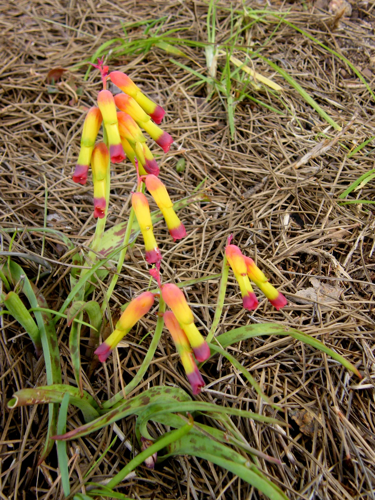 Cape Cowslip