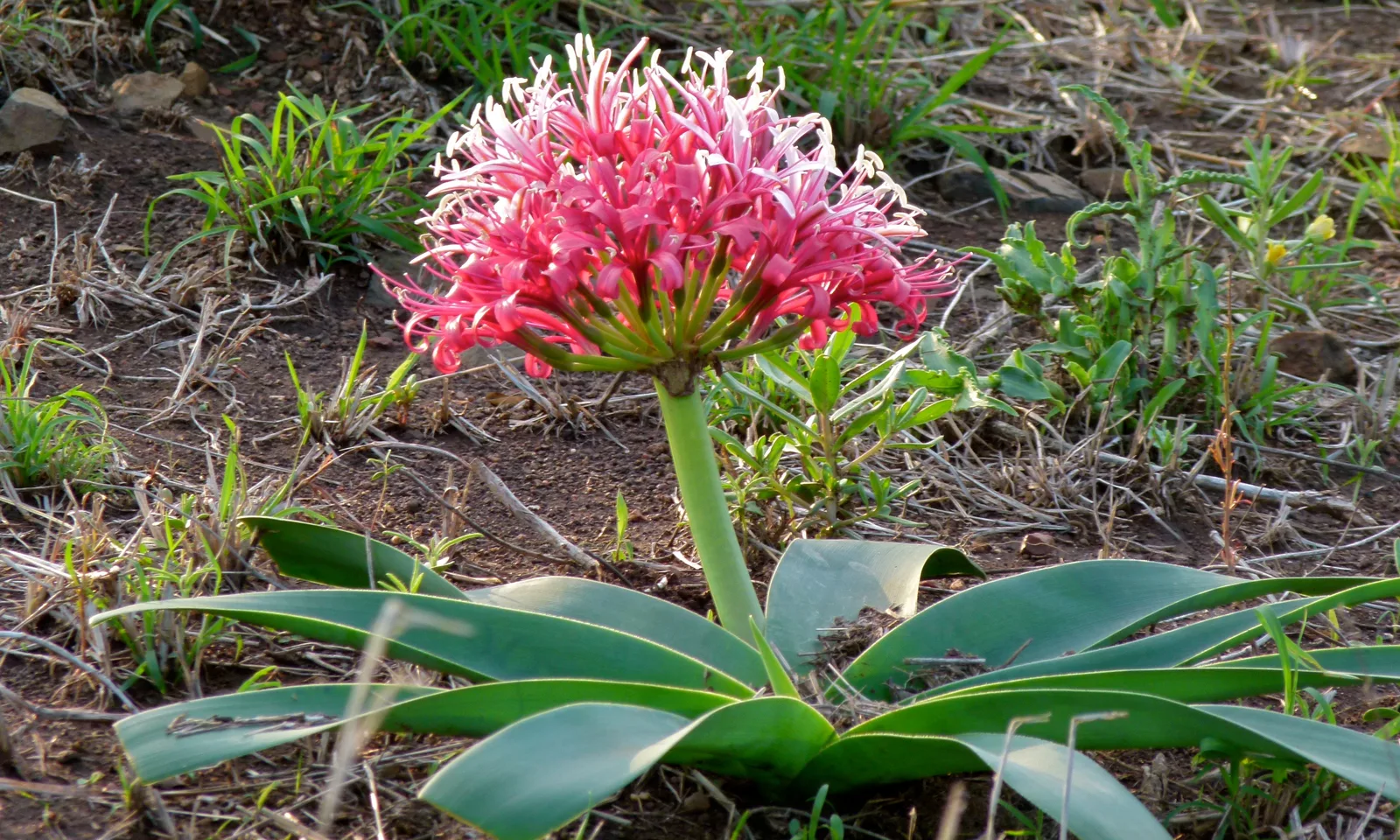 Karoo Lily (Ammocharis coranica)