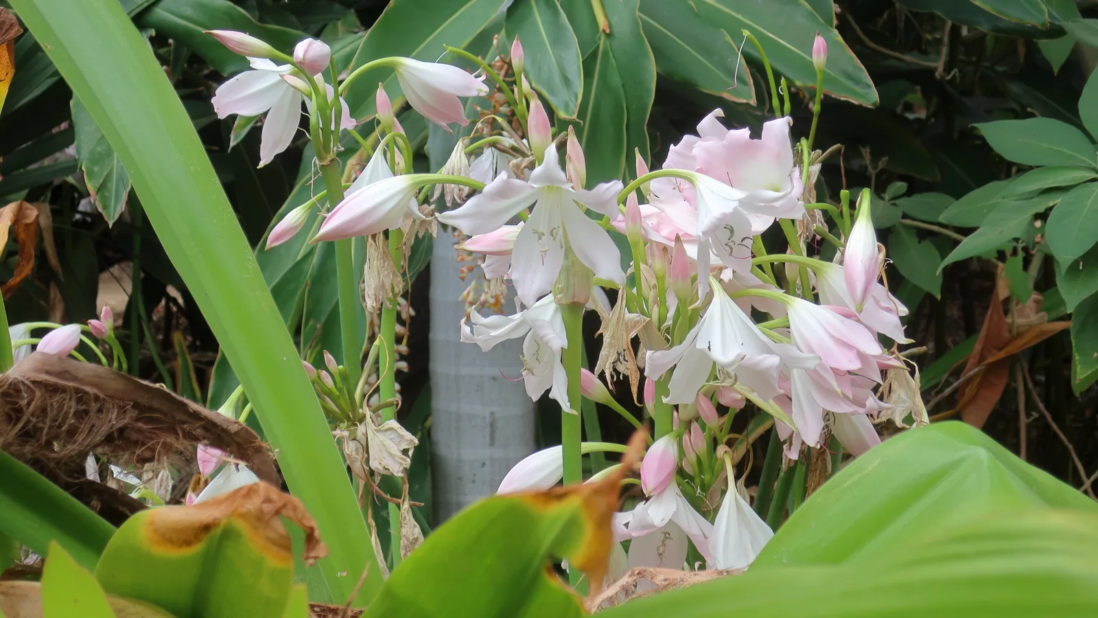 Natal Lily