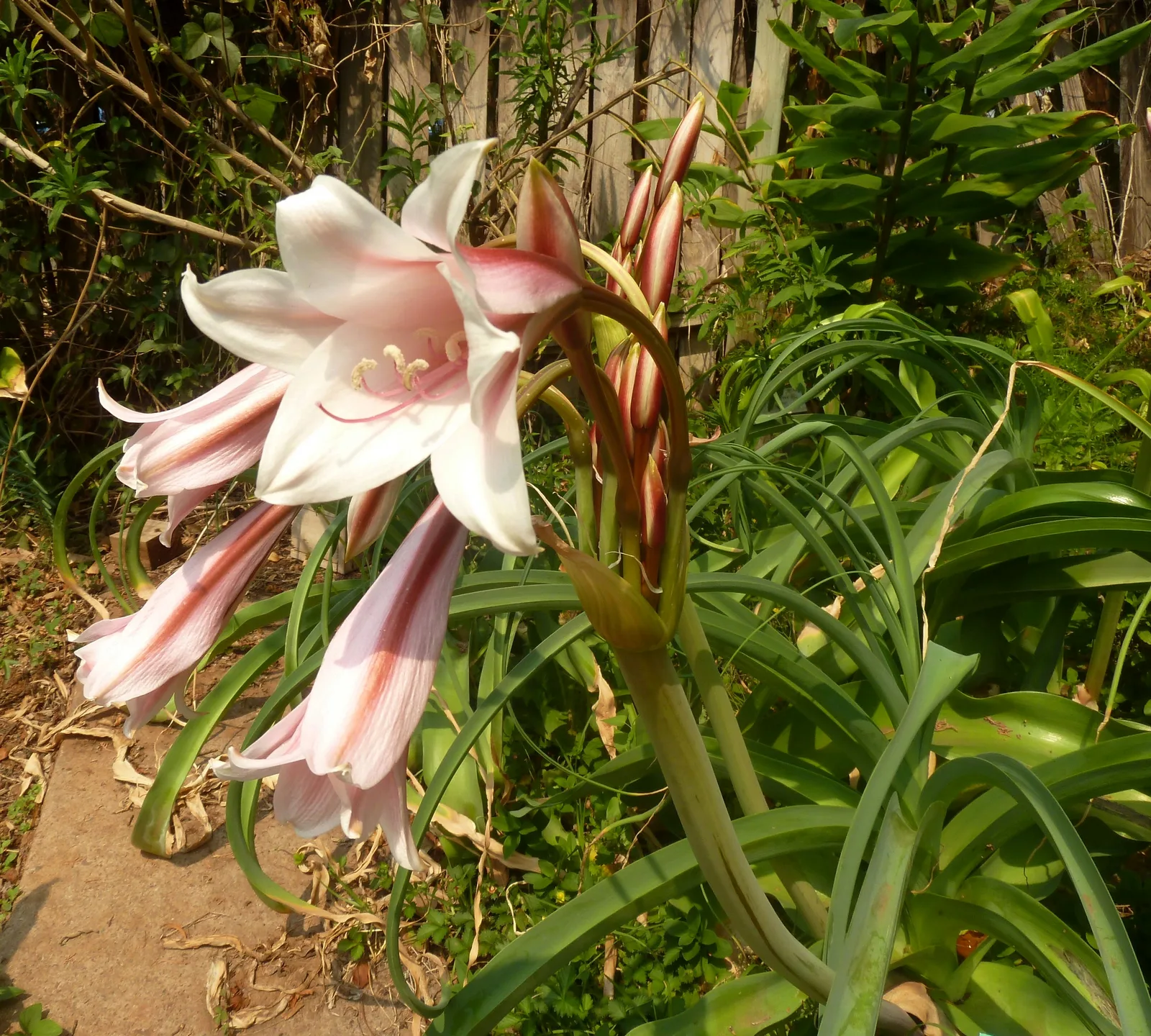 Orange River Lily
