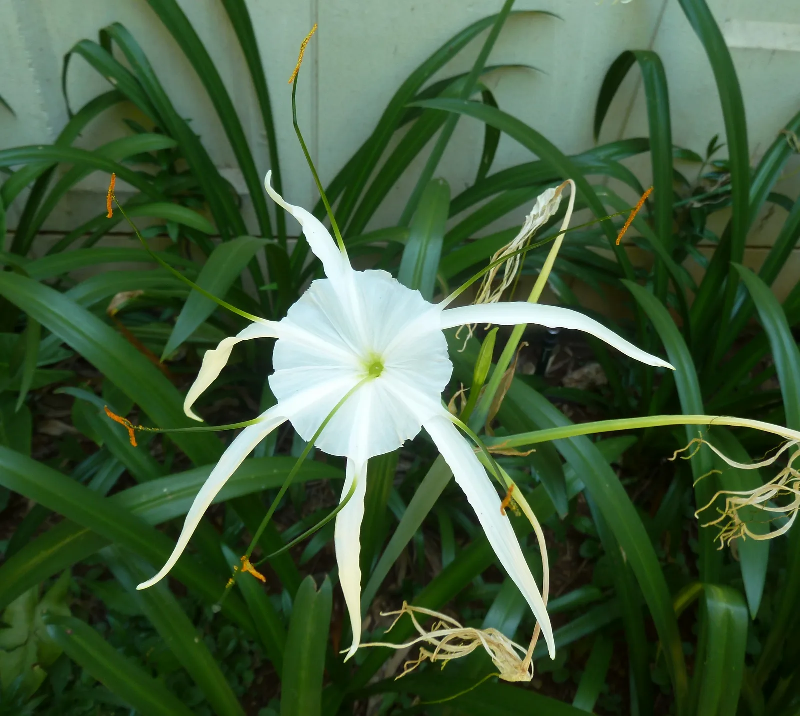 Spider Lily (Hymenocallis littoralis)