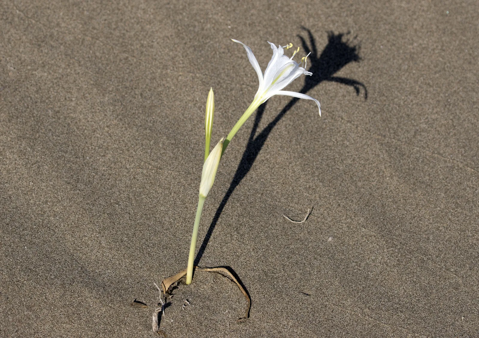 Sea Daffodil