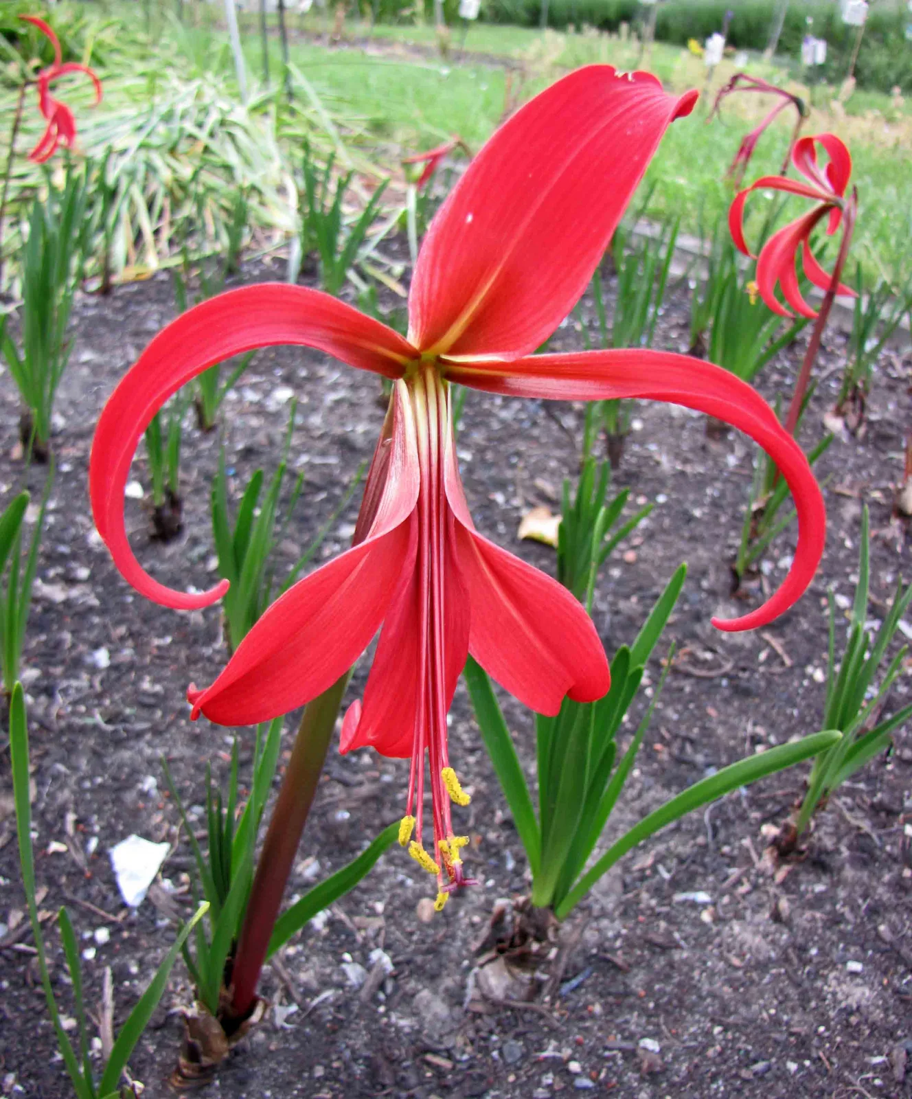 Aztec Lily (Sprekelia formosissima)