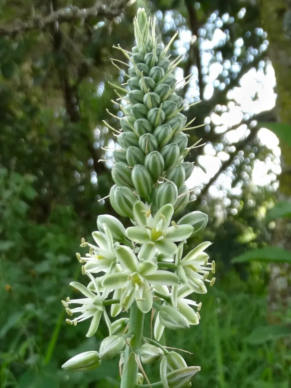 Green Slime Lily
