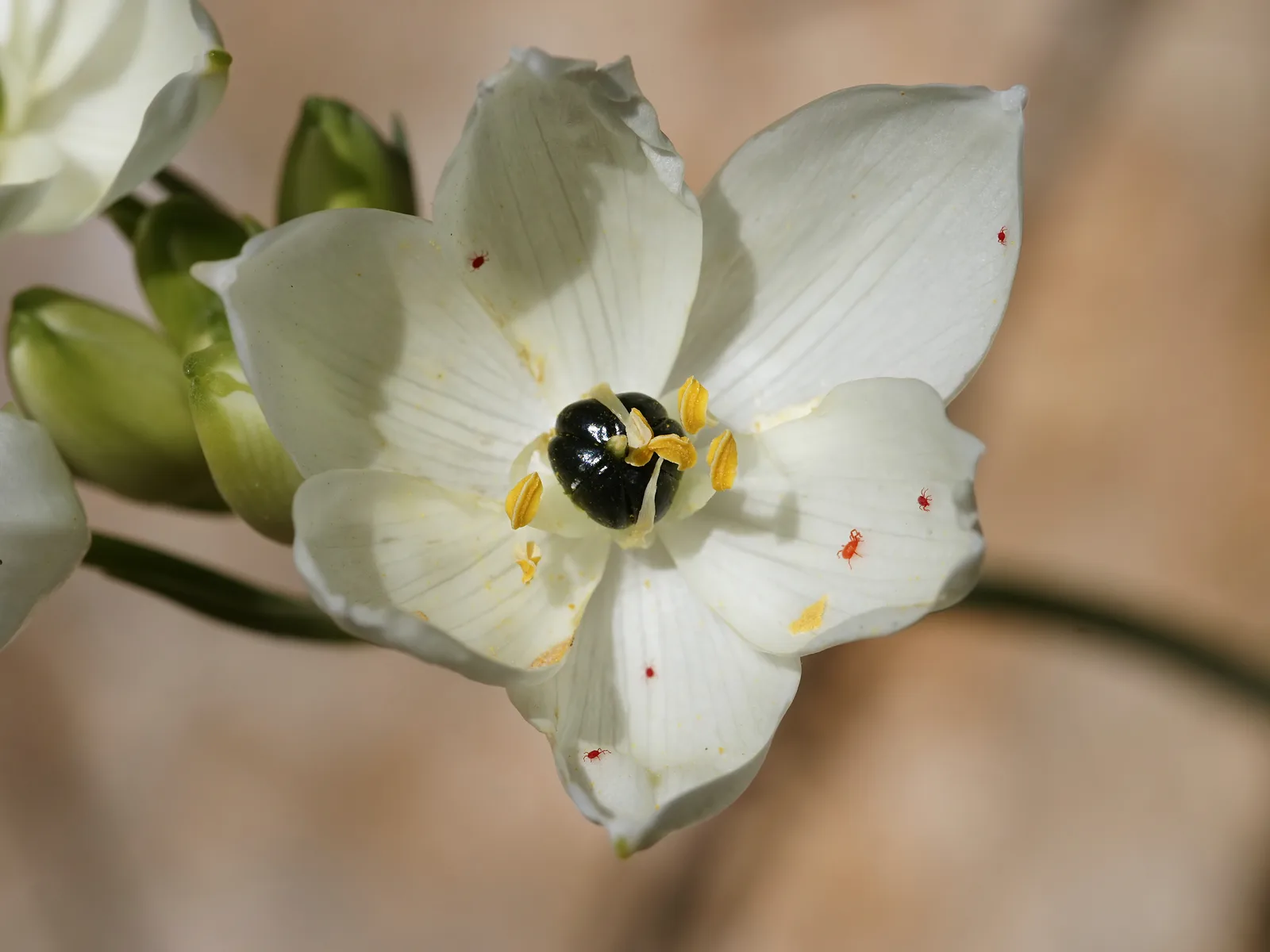 Star of Bethlehem (Ornithogalum arabicum)