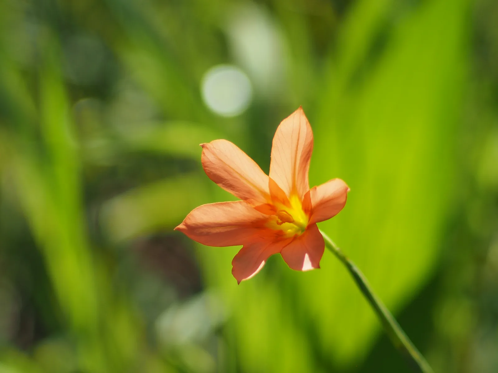 Cape Tulip Moraea (Moraea flaccida)