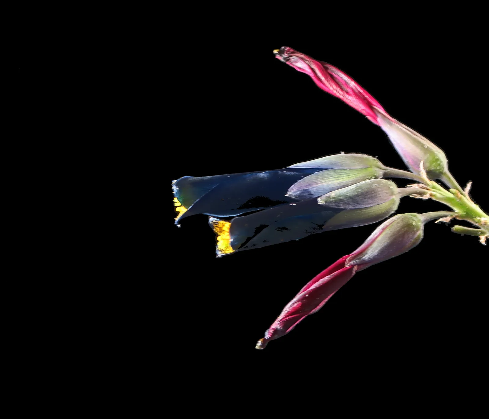 Silver Puya (Puya coerulea)