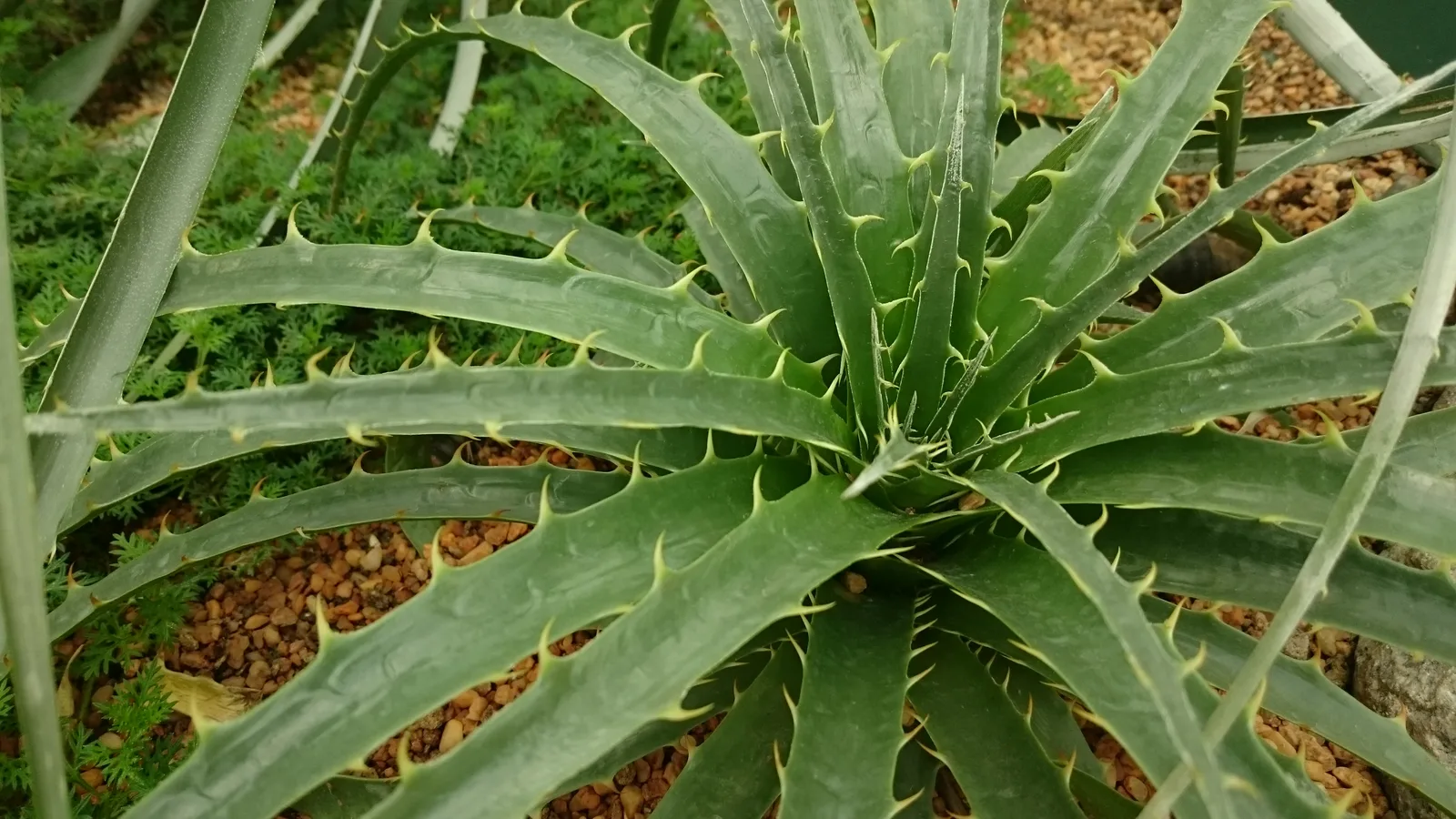 Chilean Puya (Puya chilensis)