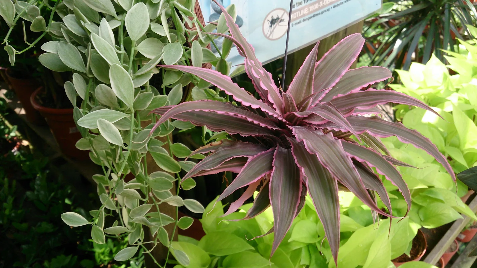 Earth Star (Cryptanthus bivittatus)