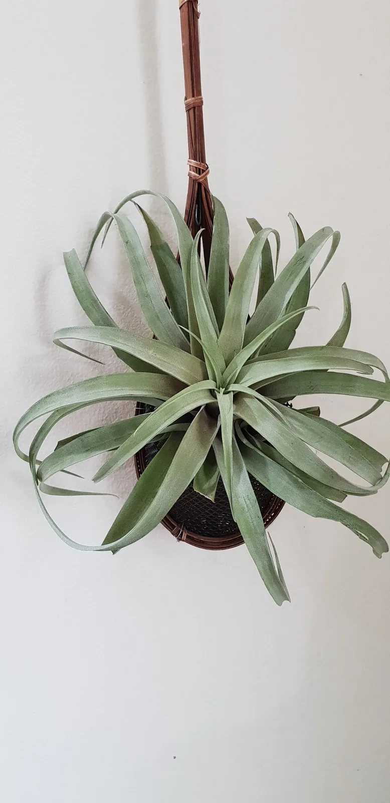 Tillandsia Xerographica (Tillandsia xerographica)