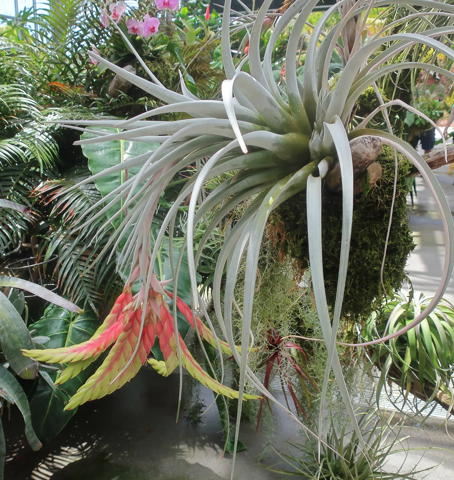 Giant Air Plant