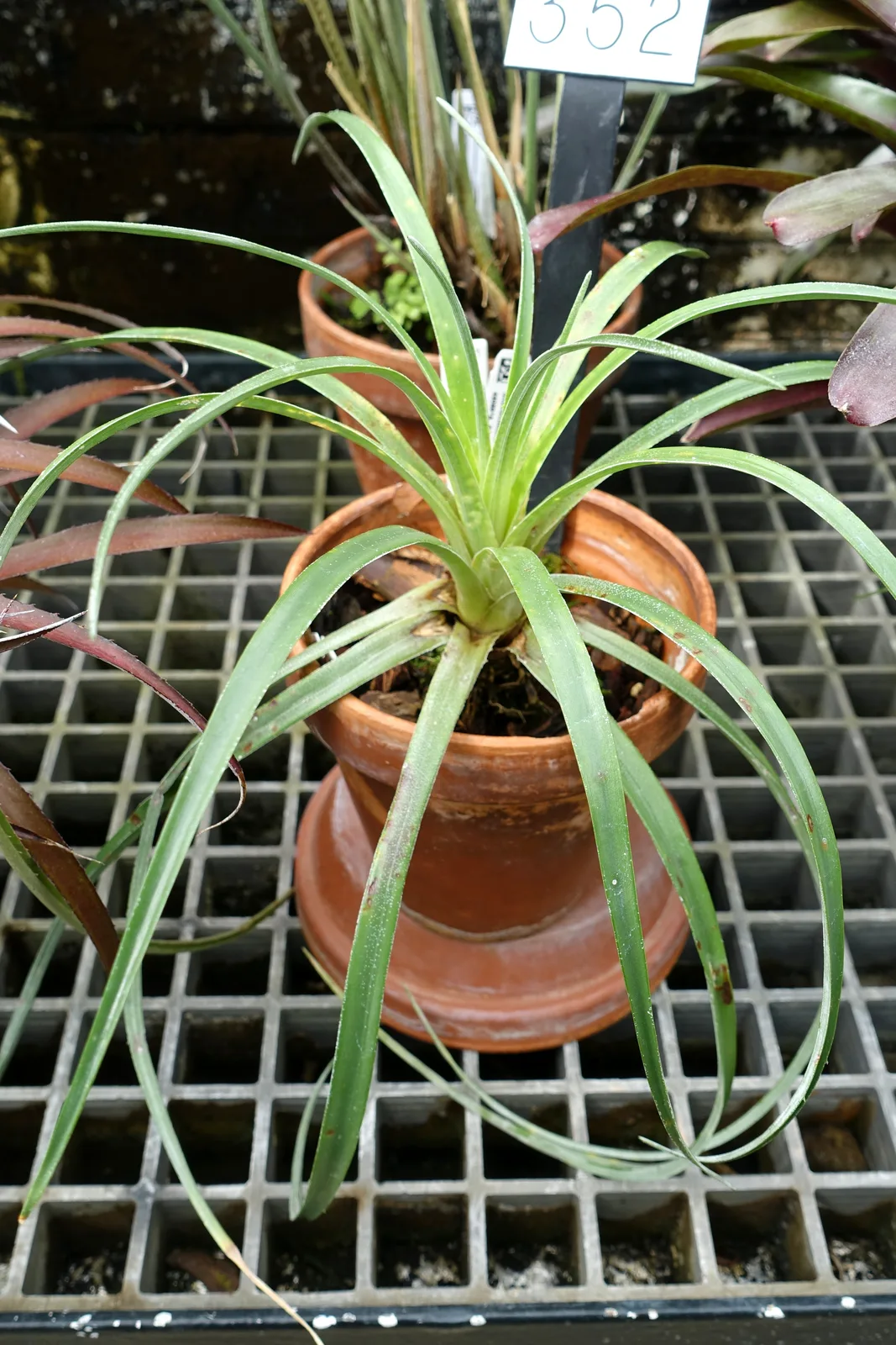Fascicularia
