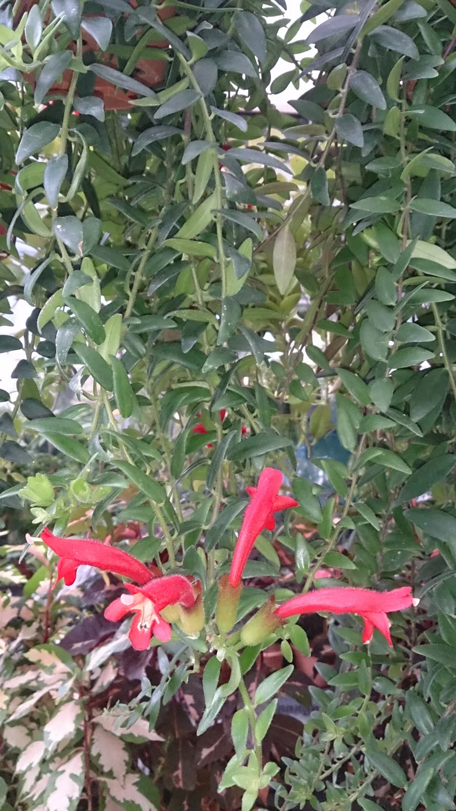 Lipstick Plant (Aeschynanthus radicans)