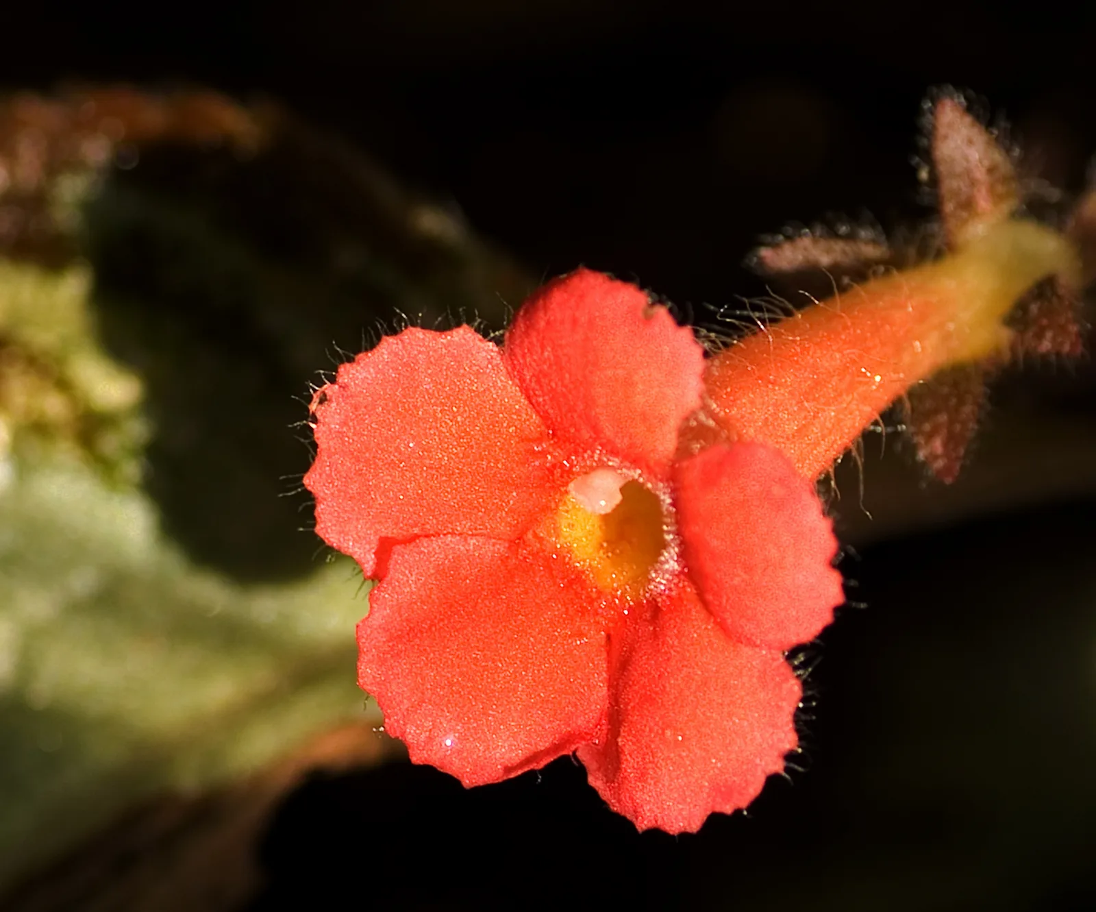 Flame Violet (Episcia cupreata)