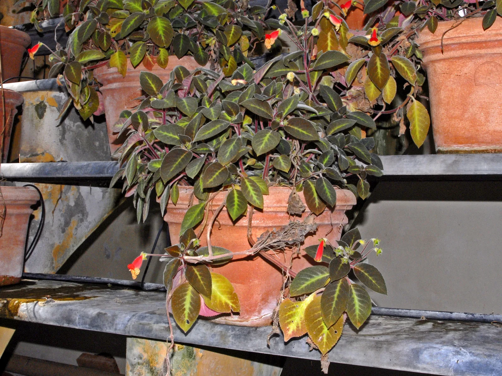 Kohleria (Kohleria amabilis)