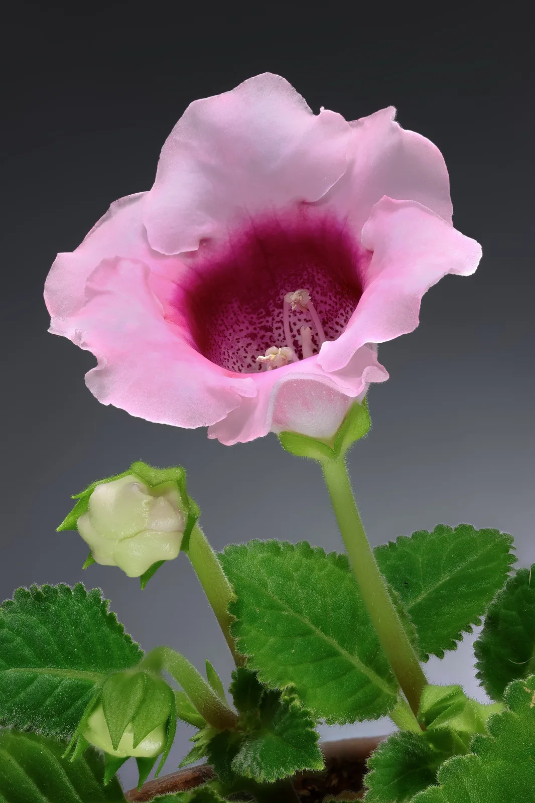 Gloxinia (Sinningia speciosa)