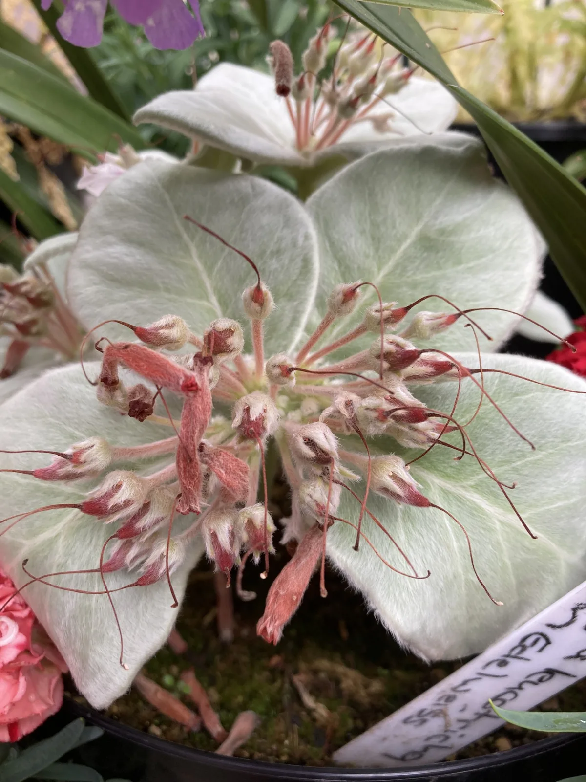Brazilian Edelweiss (Sinningia leucotricha)