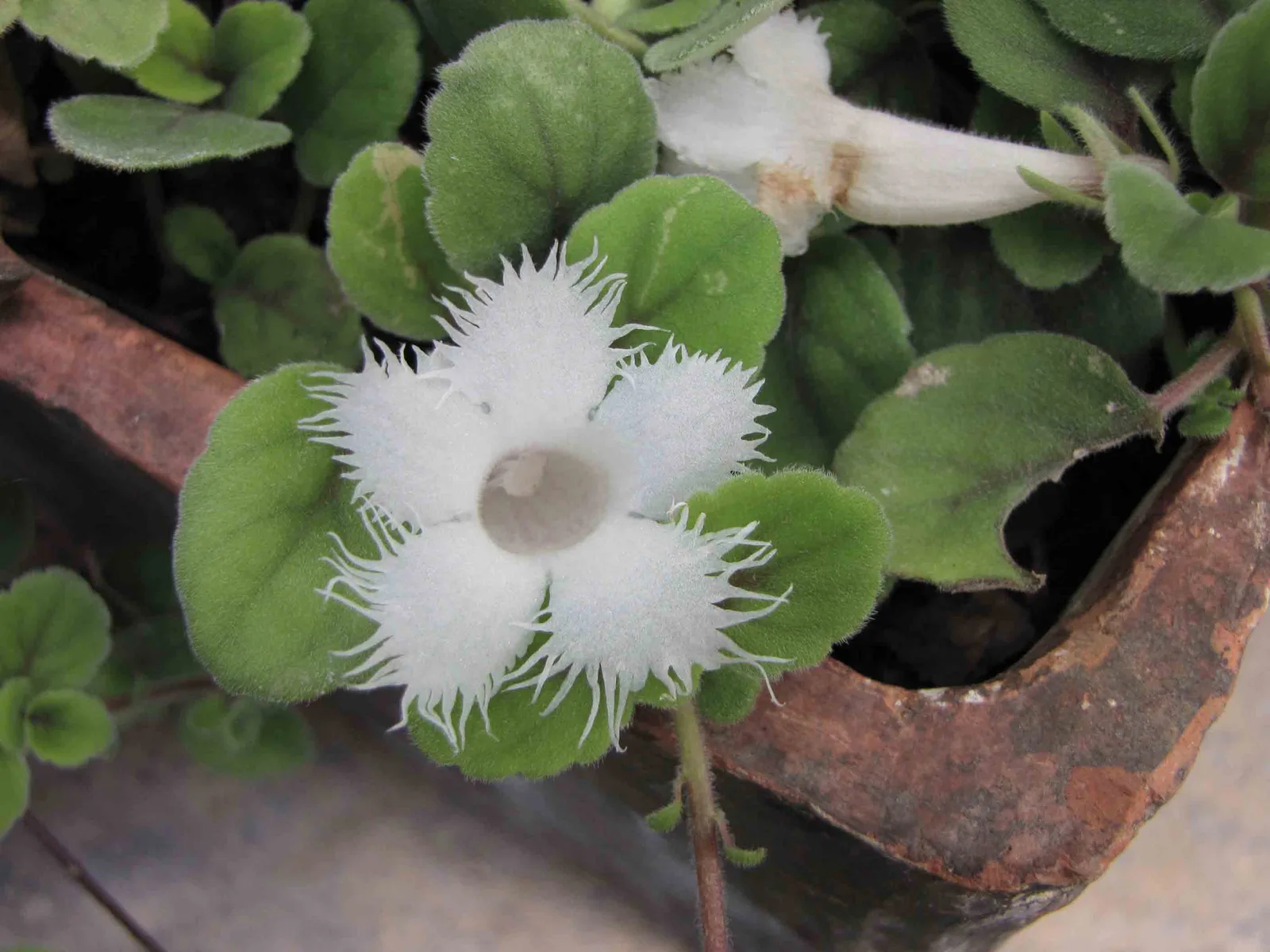 Alsobia (Alsobia dianthiflora)