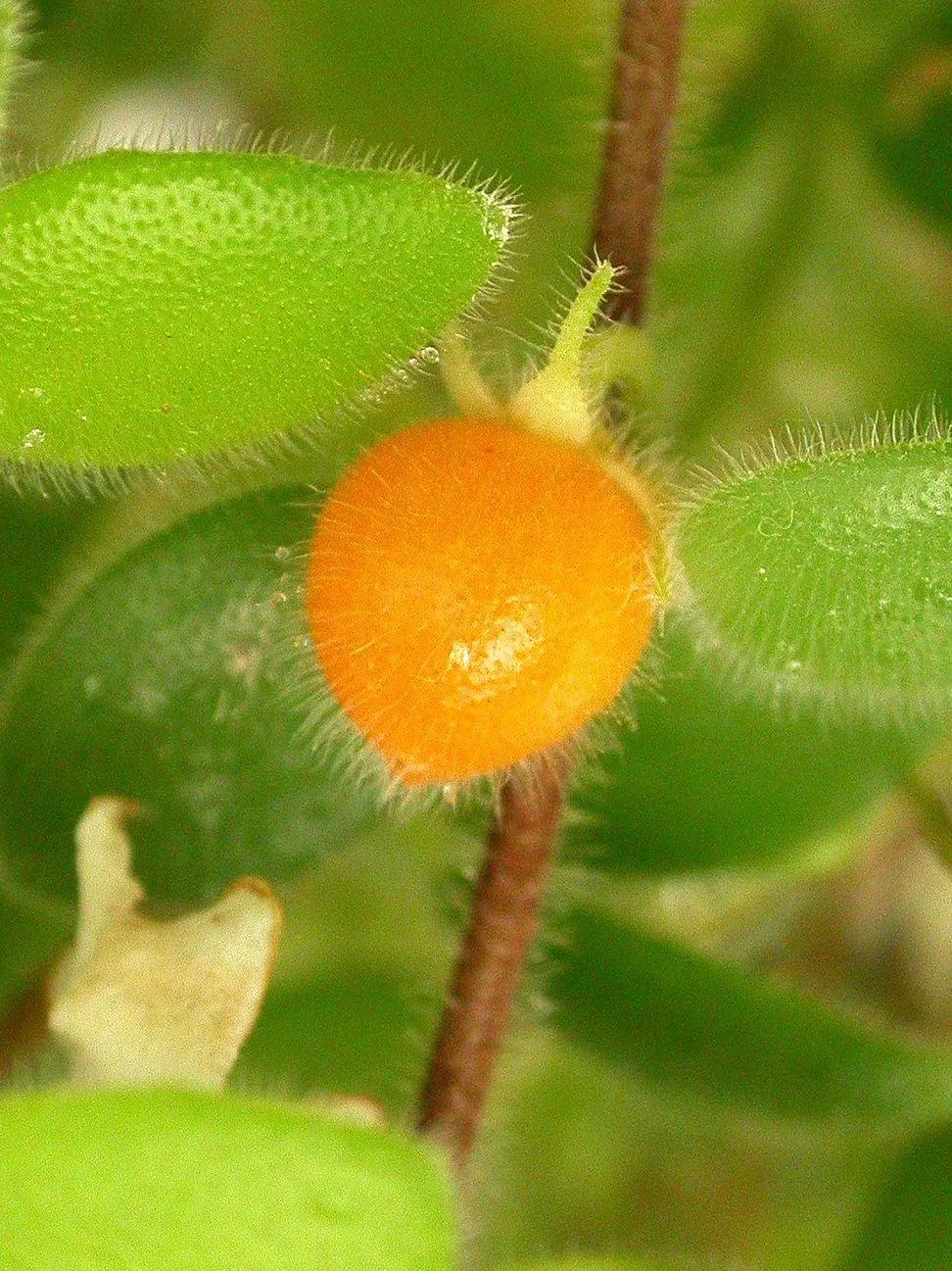 Codonanthe (Codonanthe devosiana)