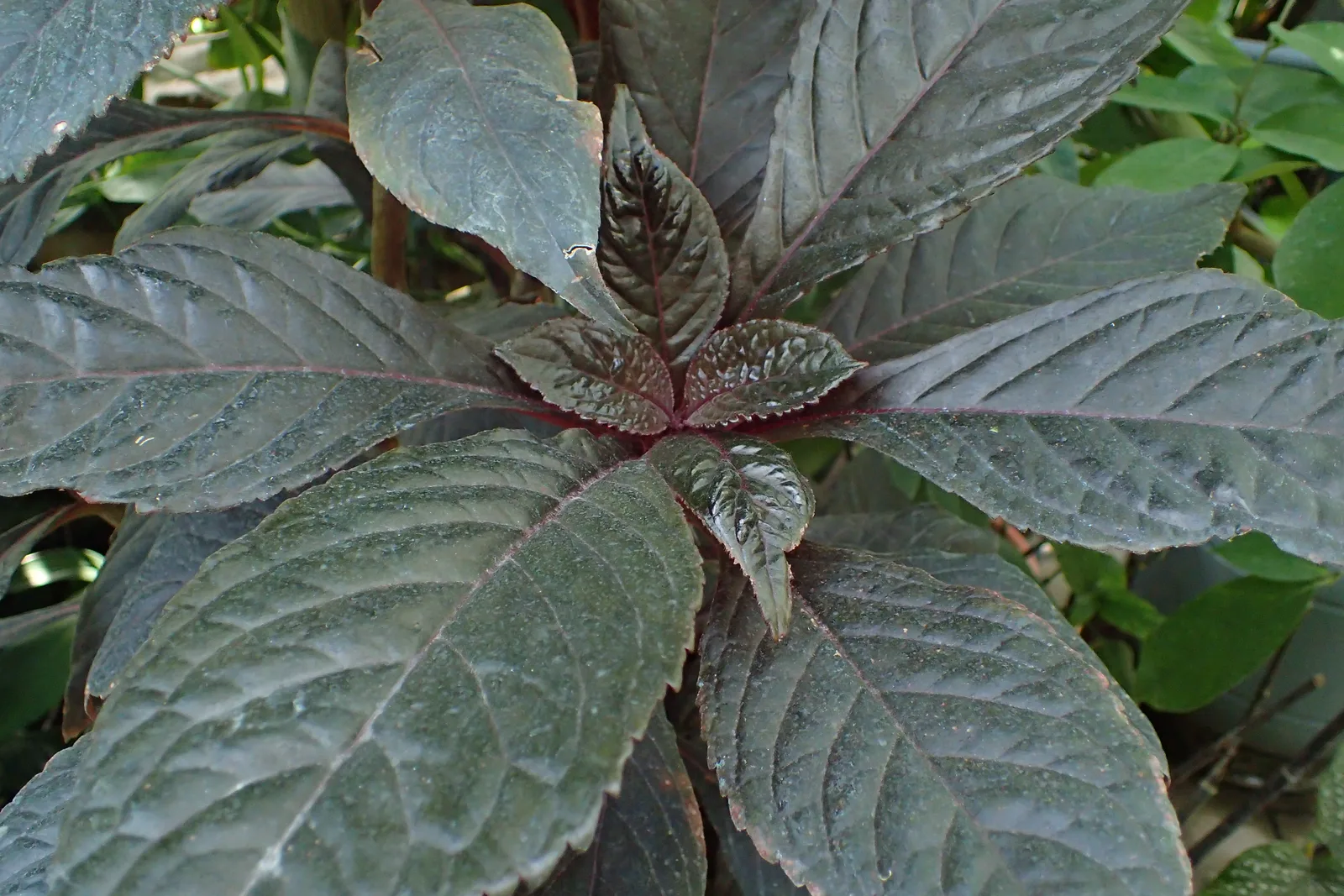 Nautilocalyx (Nautilocalyx lynchii)