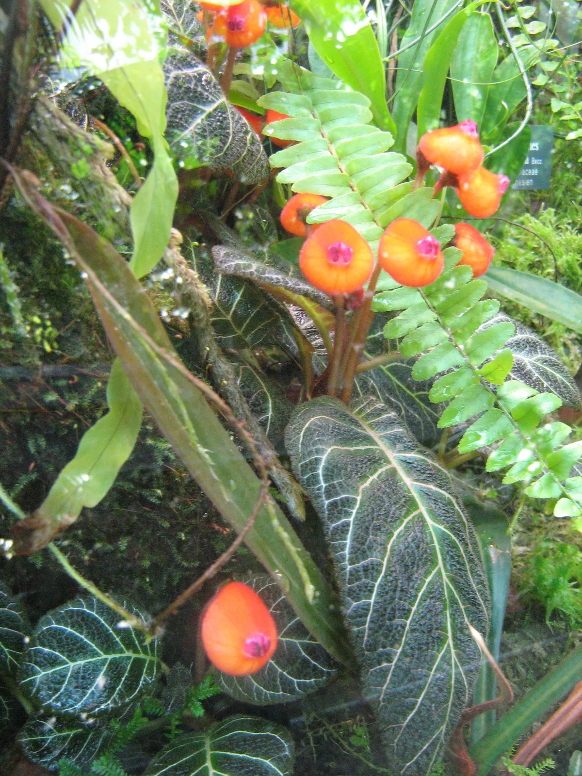 Pearcea (Pearcea hypocyrtiflora)