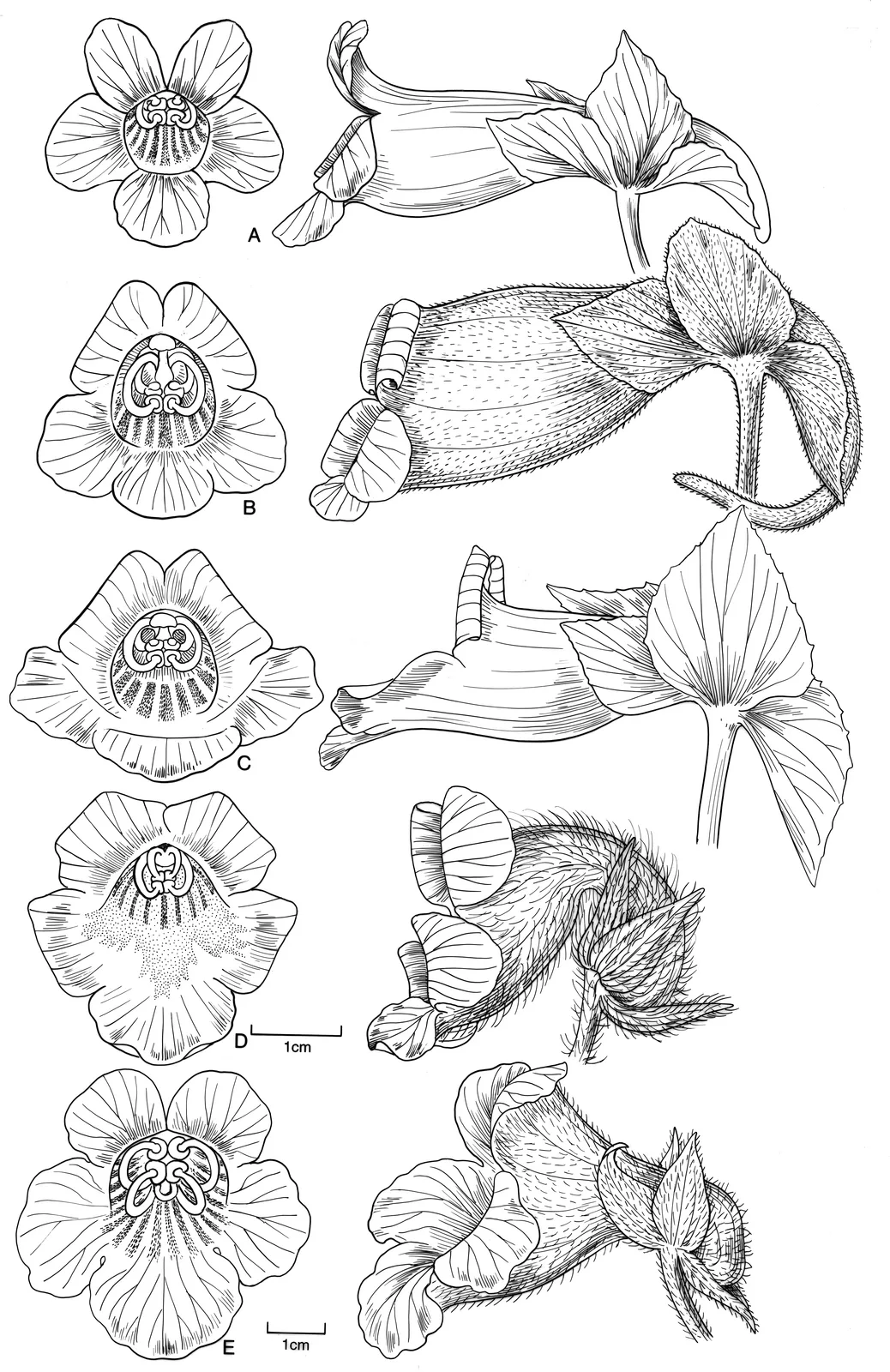 Gasteranthus