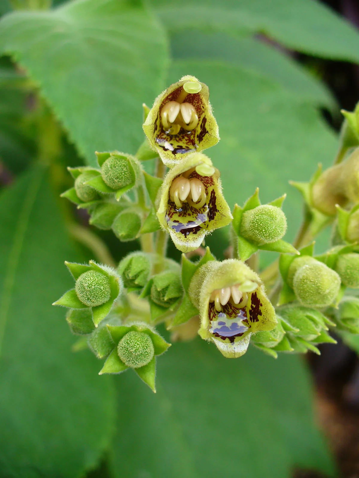 Rhytidophyllum (Rhytidophyllum tomentosum)