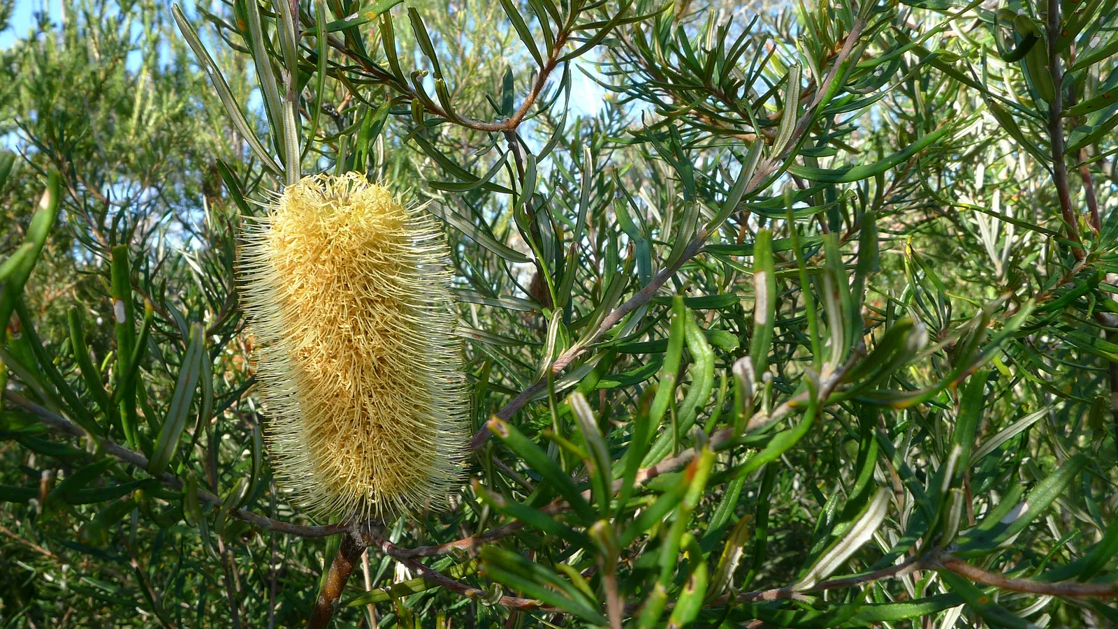 Silver Banksia (Banksia marginata)