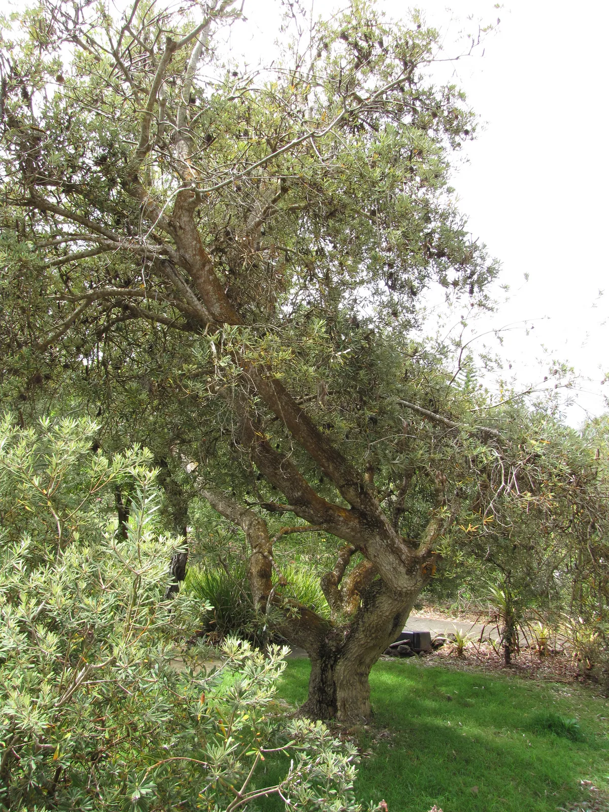 Coast Banksia (Banksia integrifolia)