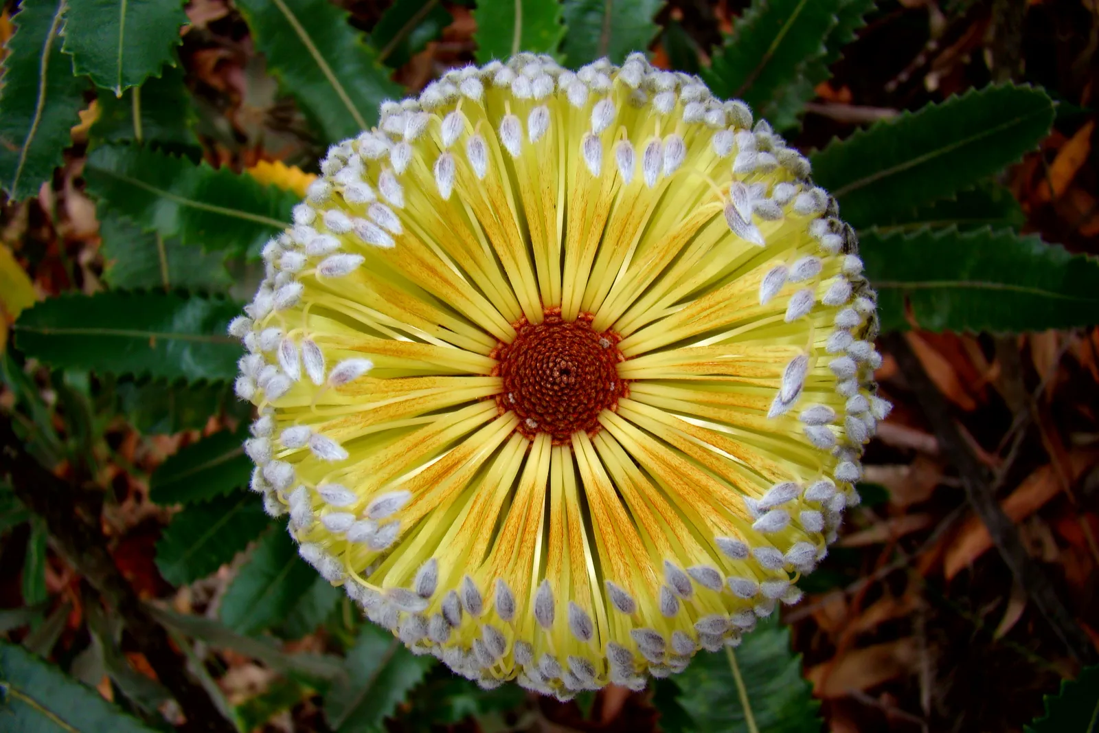 Saw Banksia (Banksia serrata)
