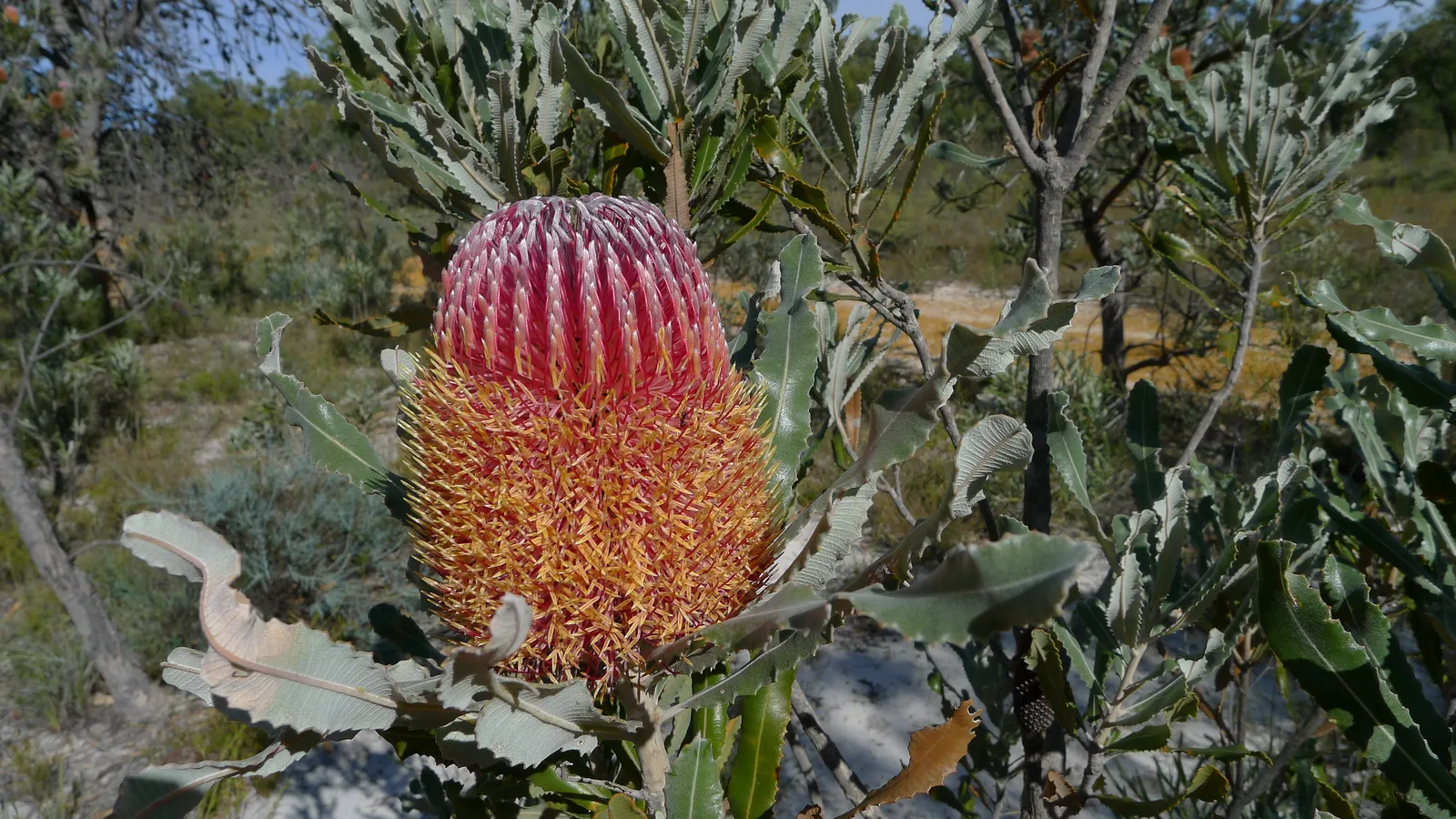 Old Man Banksia (Banksia menziesii)