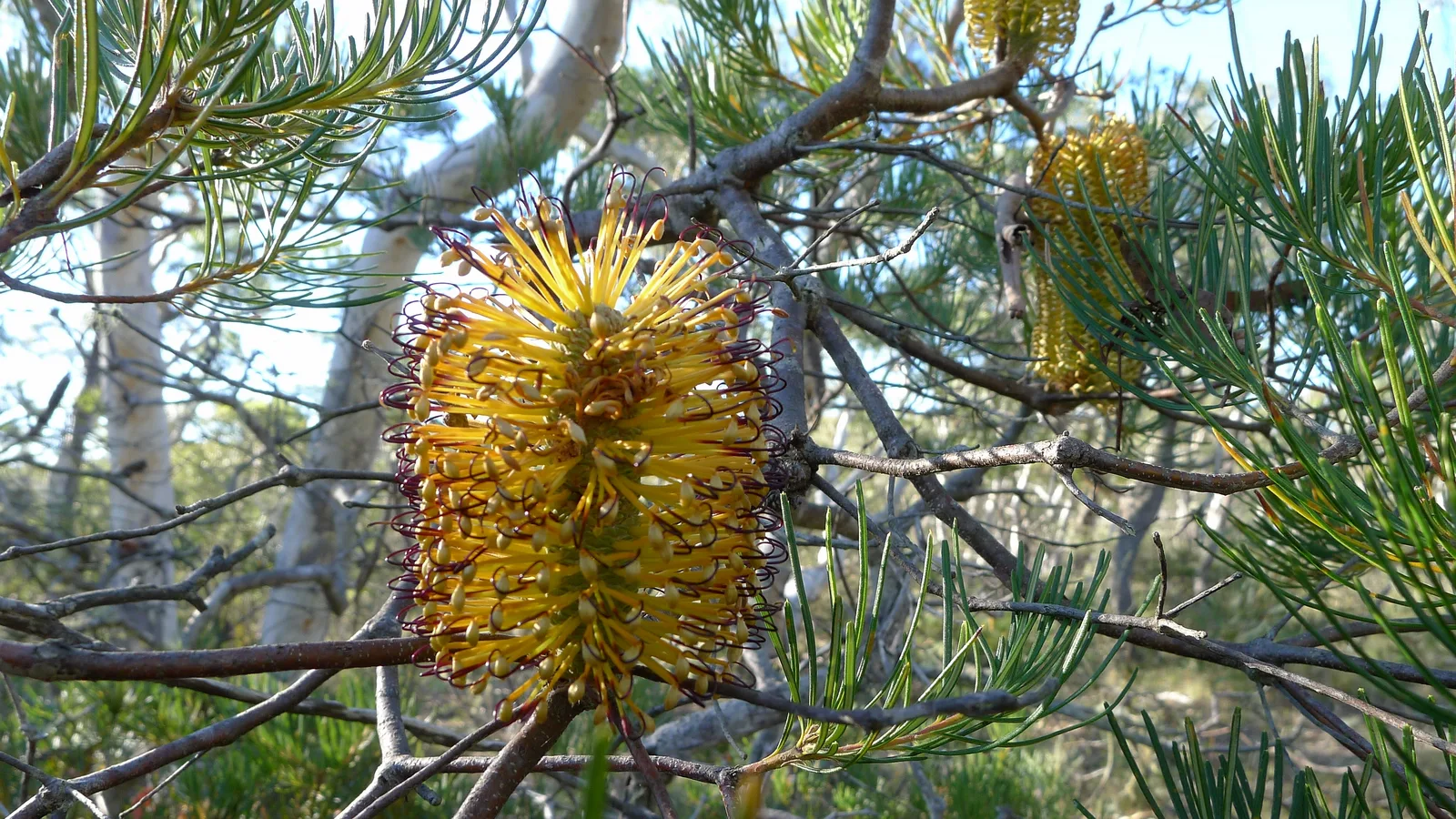 Hairpin Banksia (Banksia spinulosa)