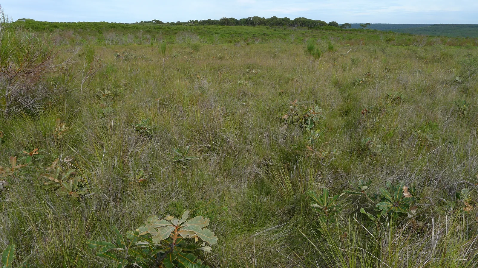 Swamp Banksia