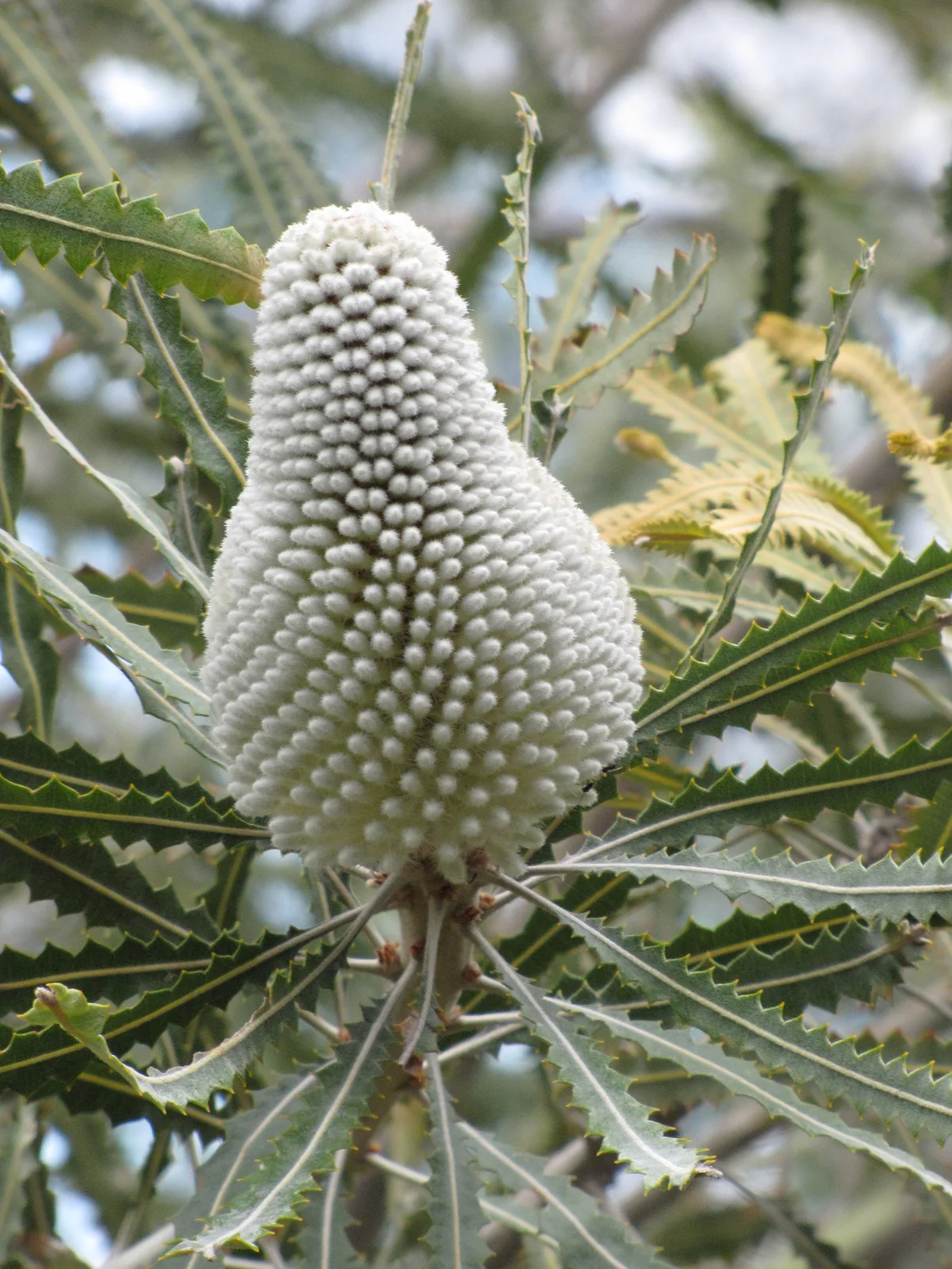 Acorn Banksia (Banksia prionotes)