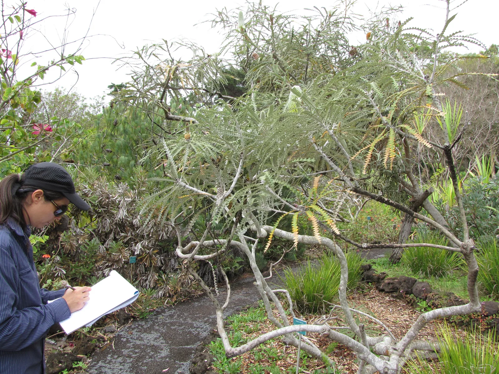 Showy Banksia (Banksia speciosa)