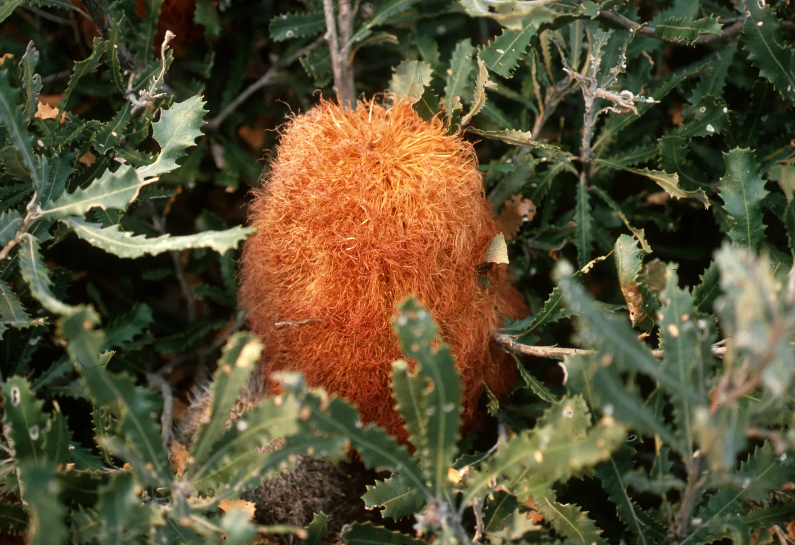 Woolly Banksia (Banksia baueri)