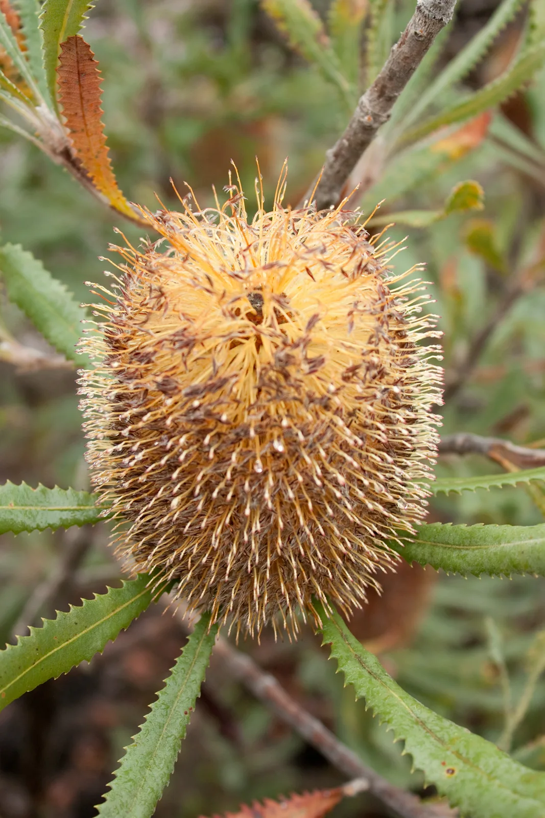 Desert Banksia