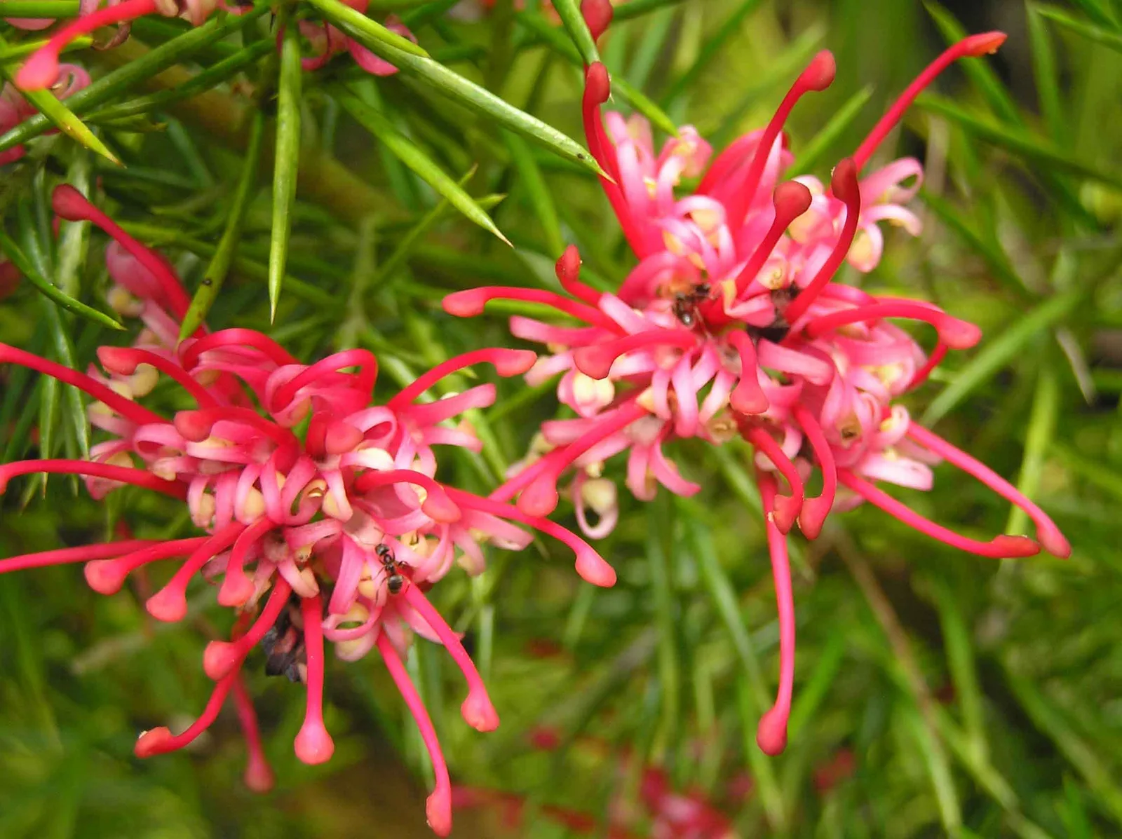 Rosemary Grevillea