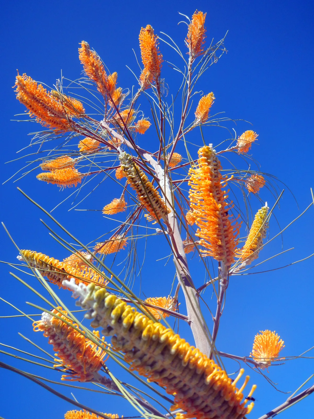 Flame Grevillea (Grevillea excelsior)