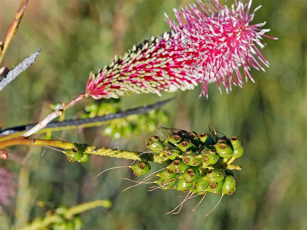 Pink Grevillea