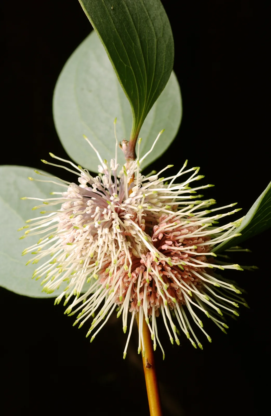 Sea Urchin Hakea (Hakea petiolaris)