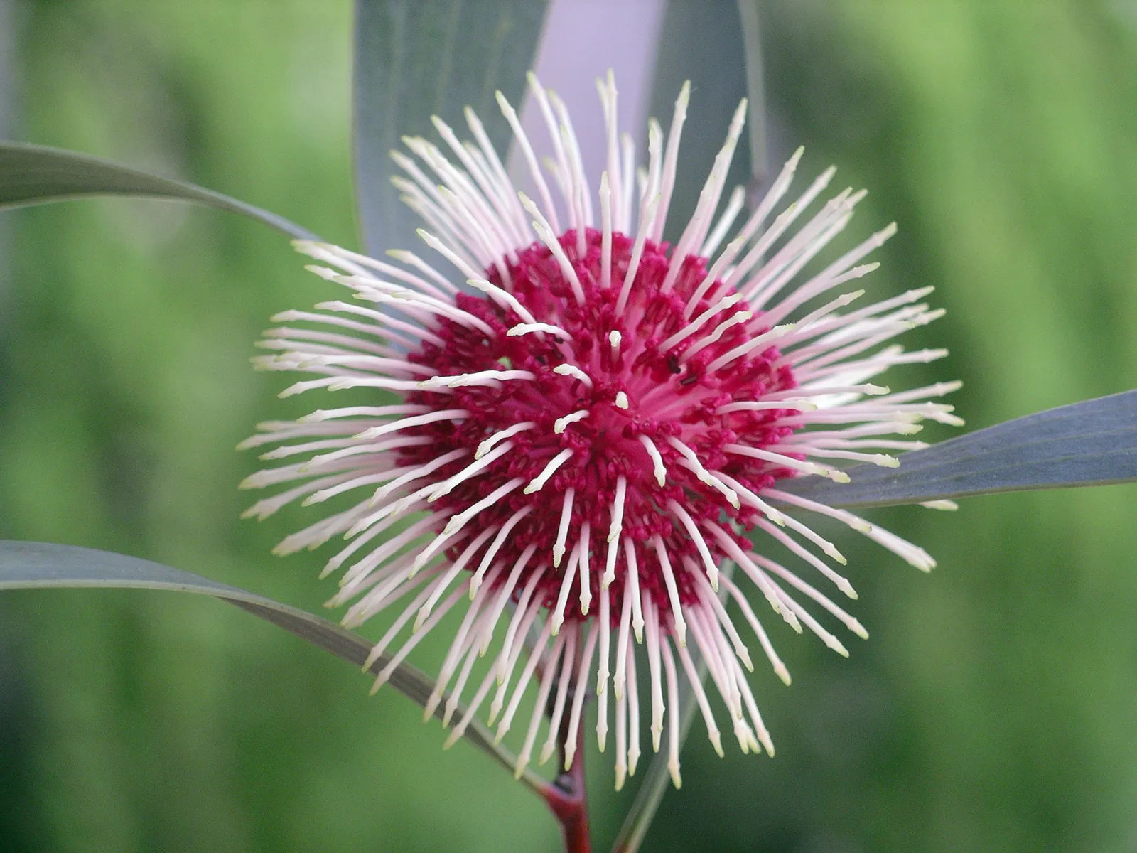 Pincushion Hakea (Hakea laurina)